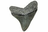 Fossil Megalodon Tooth - South Carolina #327571-1